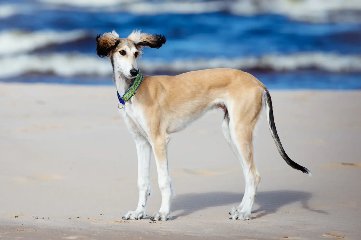 Bir Saluki yavrusu satın almak sorumluluk almak demektir! Saluki yavruları satın alın.