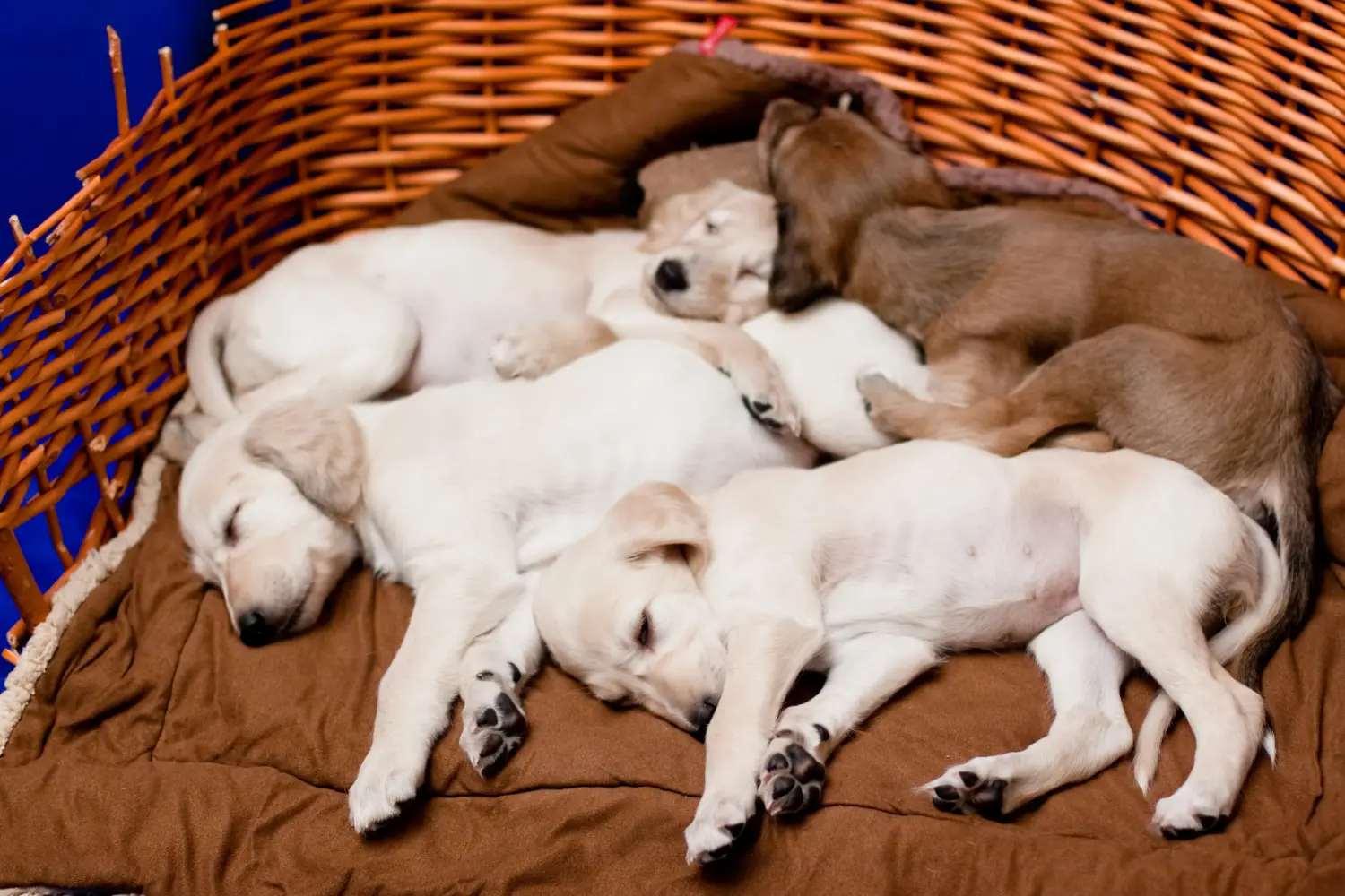 Bir Saluki yavrusu satın almak sorumluluk almak demektir! Saluki yavruları satın alın.