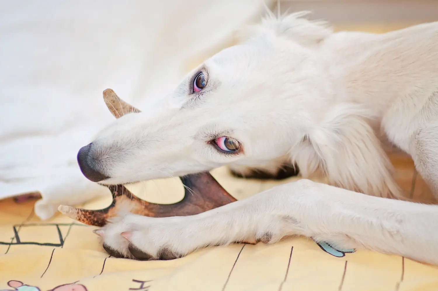 Bir Saluki yavrusu satın almak sorumluluk almak demektir! Saluki yavruları satın alın.