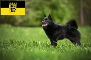 Read more about the article Baden-Württemberg’de Schipperke yetiştiricileri ve köpek yavruları