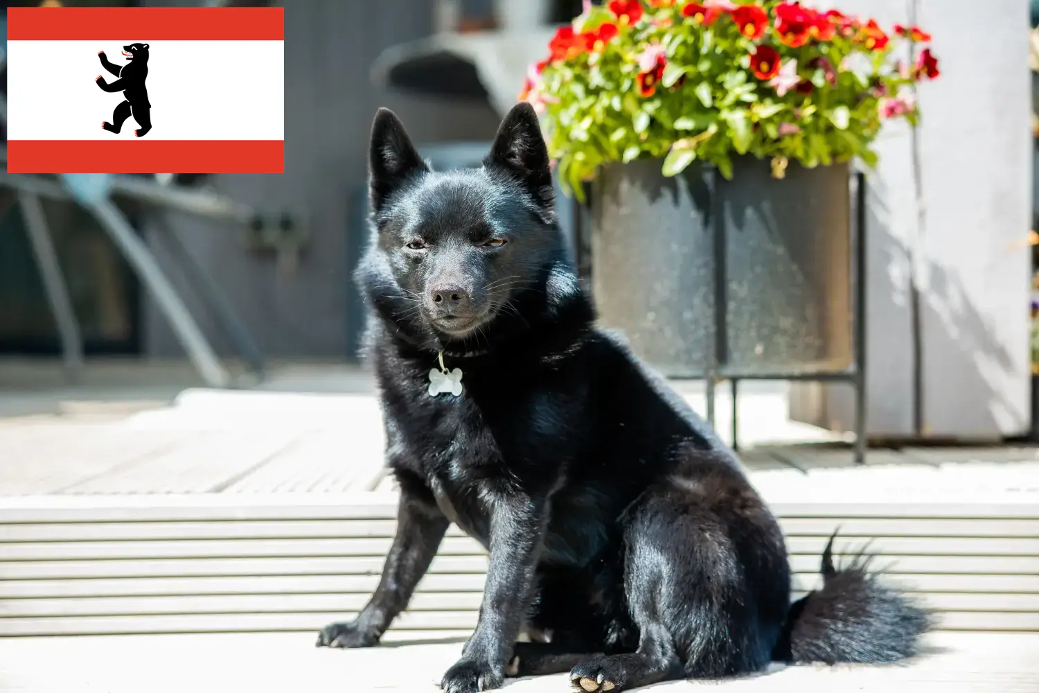 Read more about the article Berlin’de Schipperke yetiştiricileri ve köpek yavruları