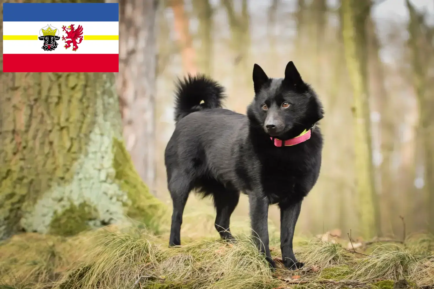 Read more about the article Mecklenburg-Vorpommern’de Schipperke yetiştiricileri ve köpek yavruları