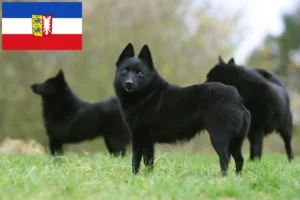 Read more about the article Schleswig-Holstein’da Schipperke yetiştiricileri ve köpek yavruları
