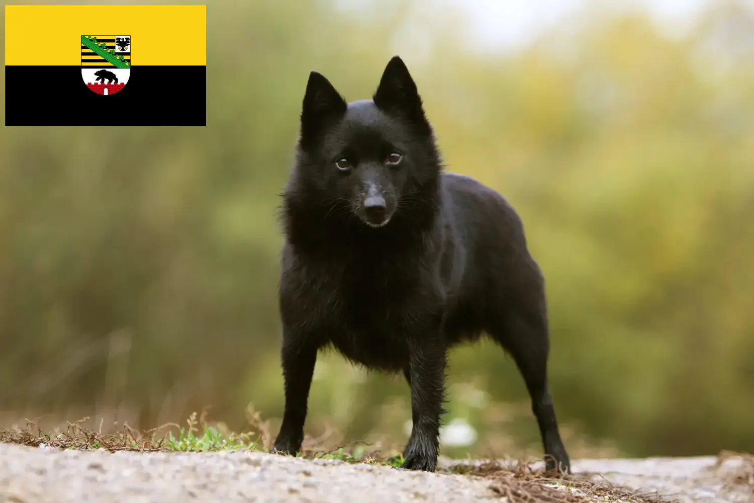 Read more about the article Saksonya-Anhalt’da Schipperke yetiştiricileri ve köpek yavruları