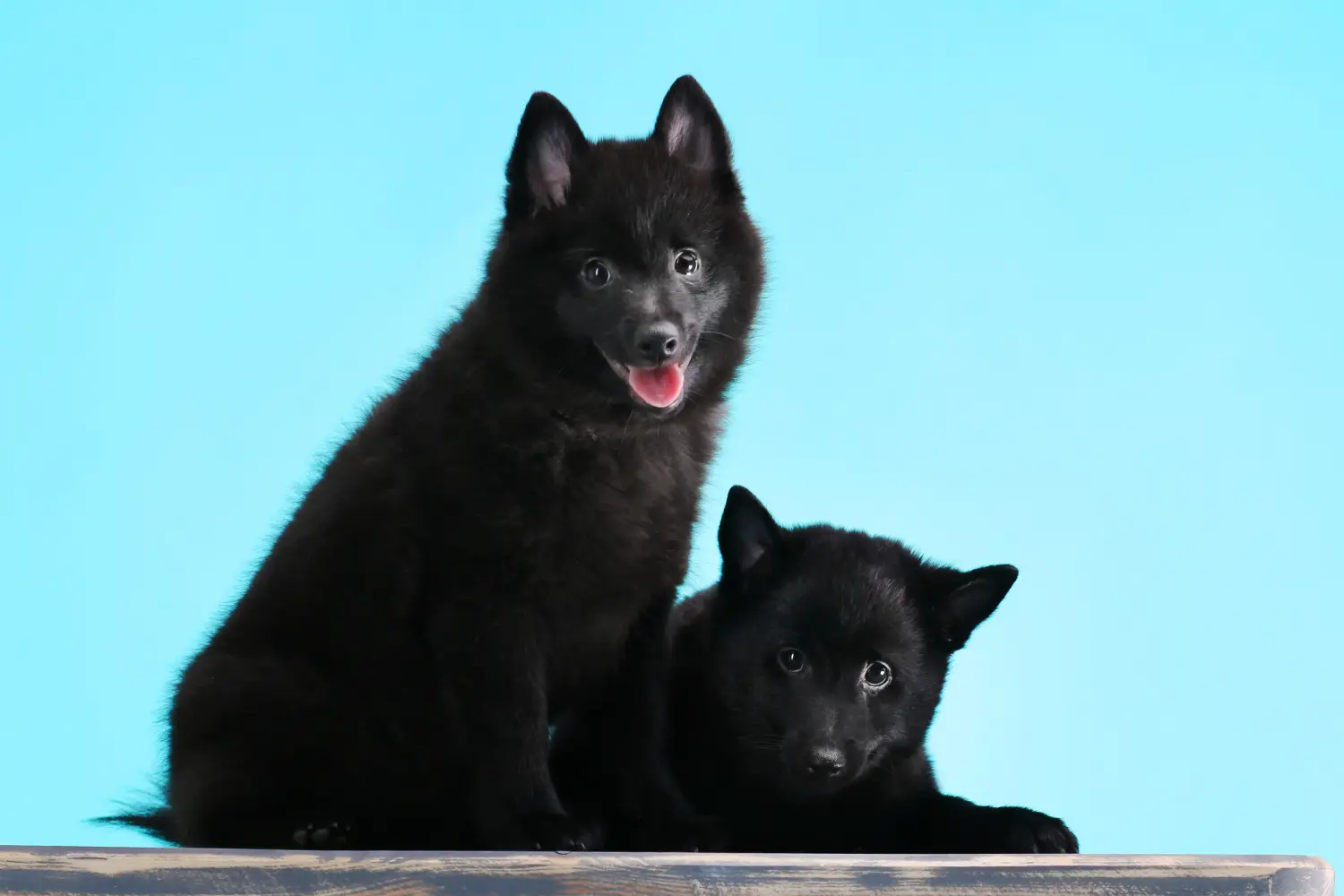 Bir Schipperke yavrusu satın almak sorumluluk almak demektir! Schipperke yavru köpekleri satın alın.
