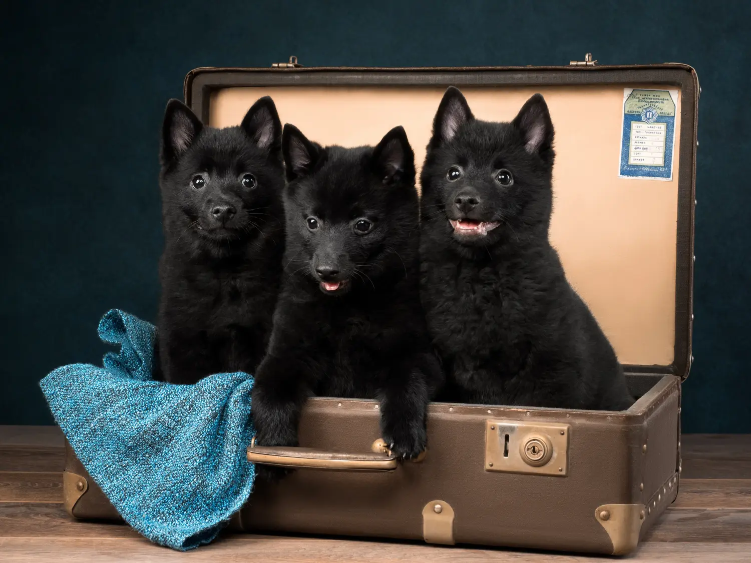 Bir Schipperke yavrusu satın almak sorumluluk almak demektir! Schipperke yavru köpekleri satın alın.