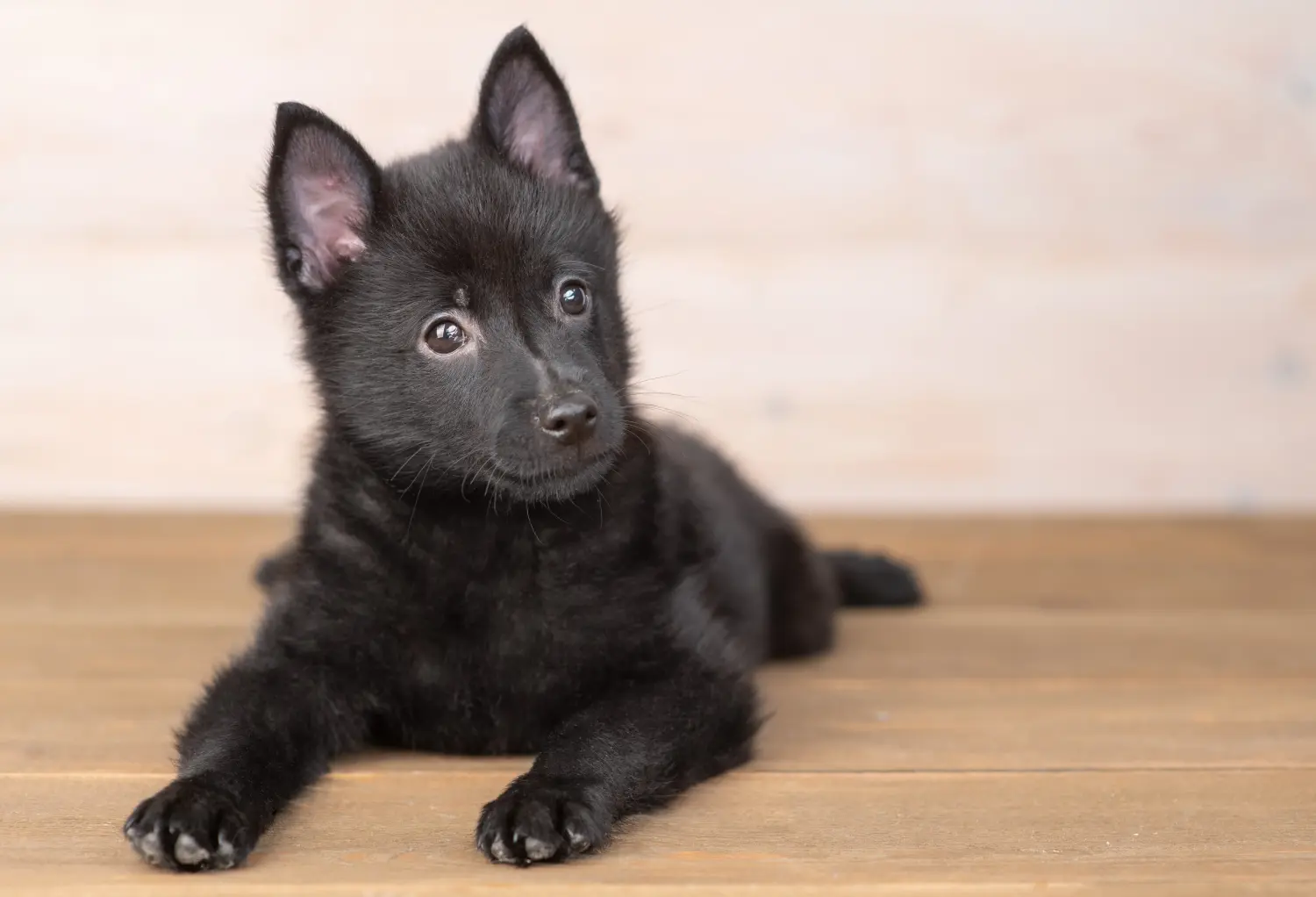 Bir Schipperke yavrusu satın almak sorumluluk almak demektir! Schipperke yavru köpekleri satın alın.