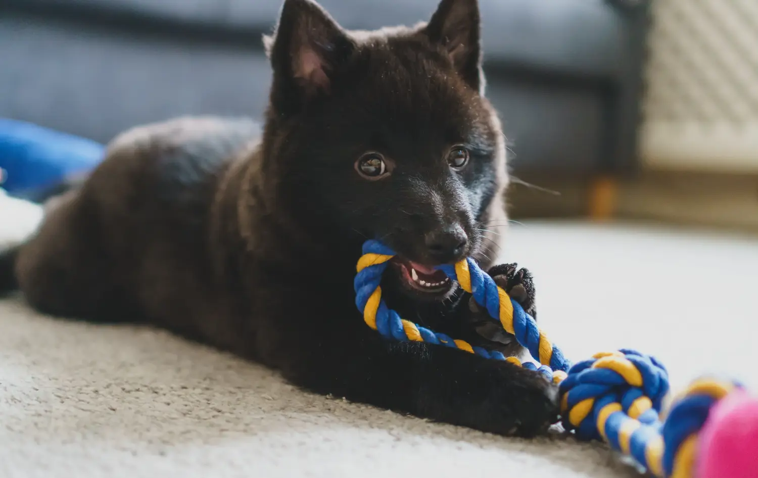 Bir Schipperke yavrusu satın almak sorumluluk almak demektir! Schipperke yavru köpekleri satın alın.