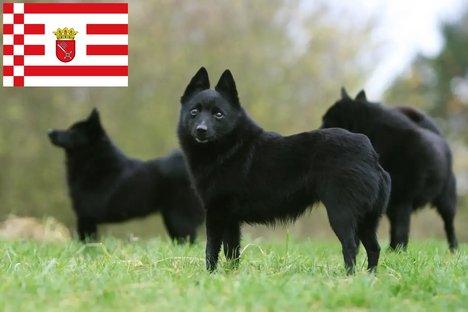 Read more about the article Bremen’de Schipperke yetiştiricileri ve köpek yavruları