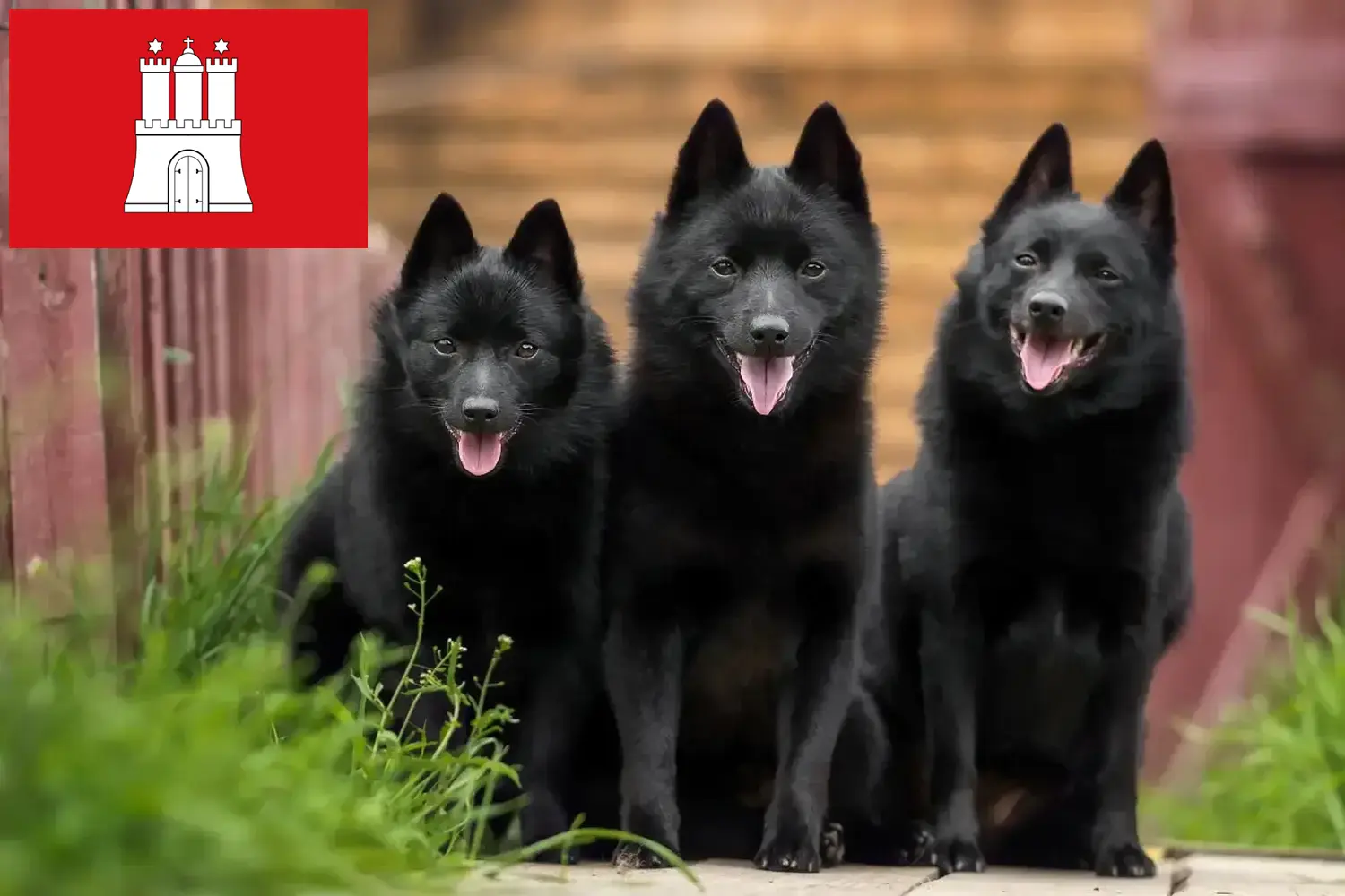 Read more about the article Hamburg’da Schipperke yetiştiricileri ve köpek yavruları