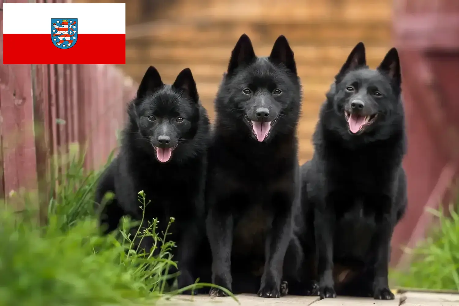 Read more about the article Thüringen’de Schipperke yetiştiricileri ve köpek yavruları