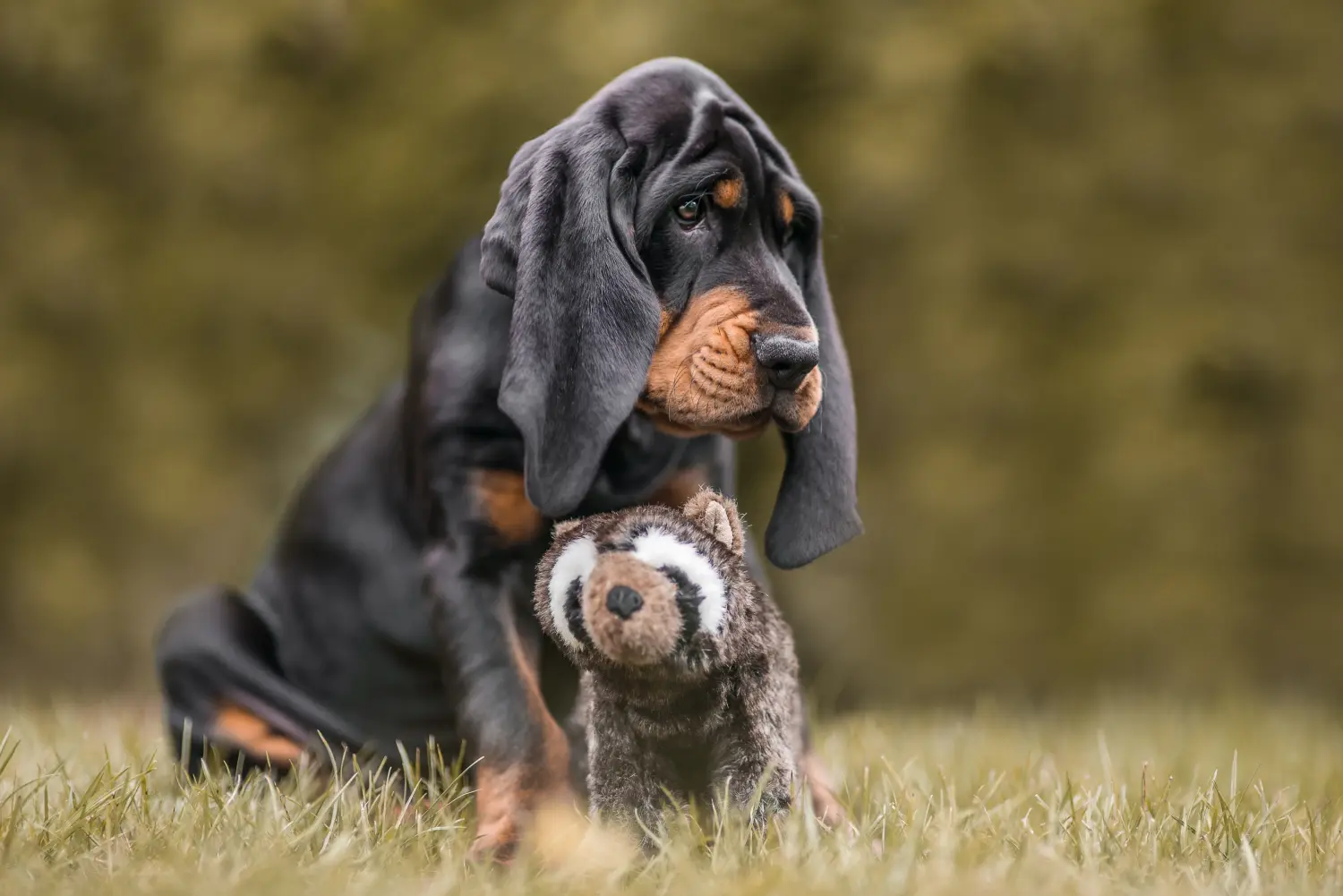 Yavru bir Siyah ve Ten Rengi Rakun Köpeği satın almak sorumluluk almak demektir! Black and Tan Coonhound yavru köpek satın alın.
