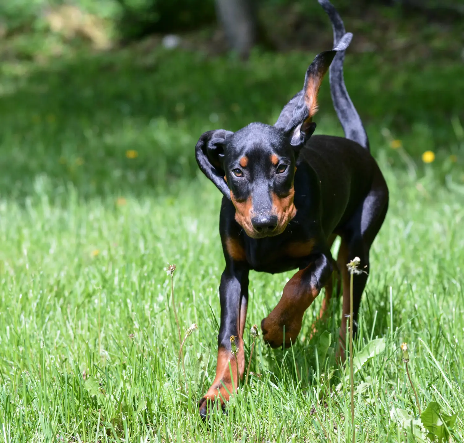 Yavru bir Siyah ve Ten Rengi Rakun Köpeği satın almak sorumluluk almak demektir! Black and Tan Coonhound yavru köpek satın alın.