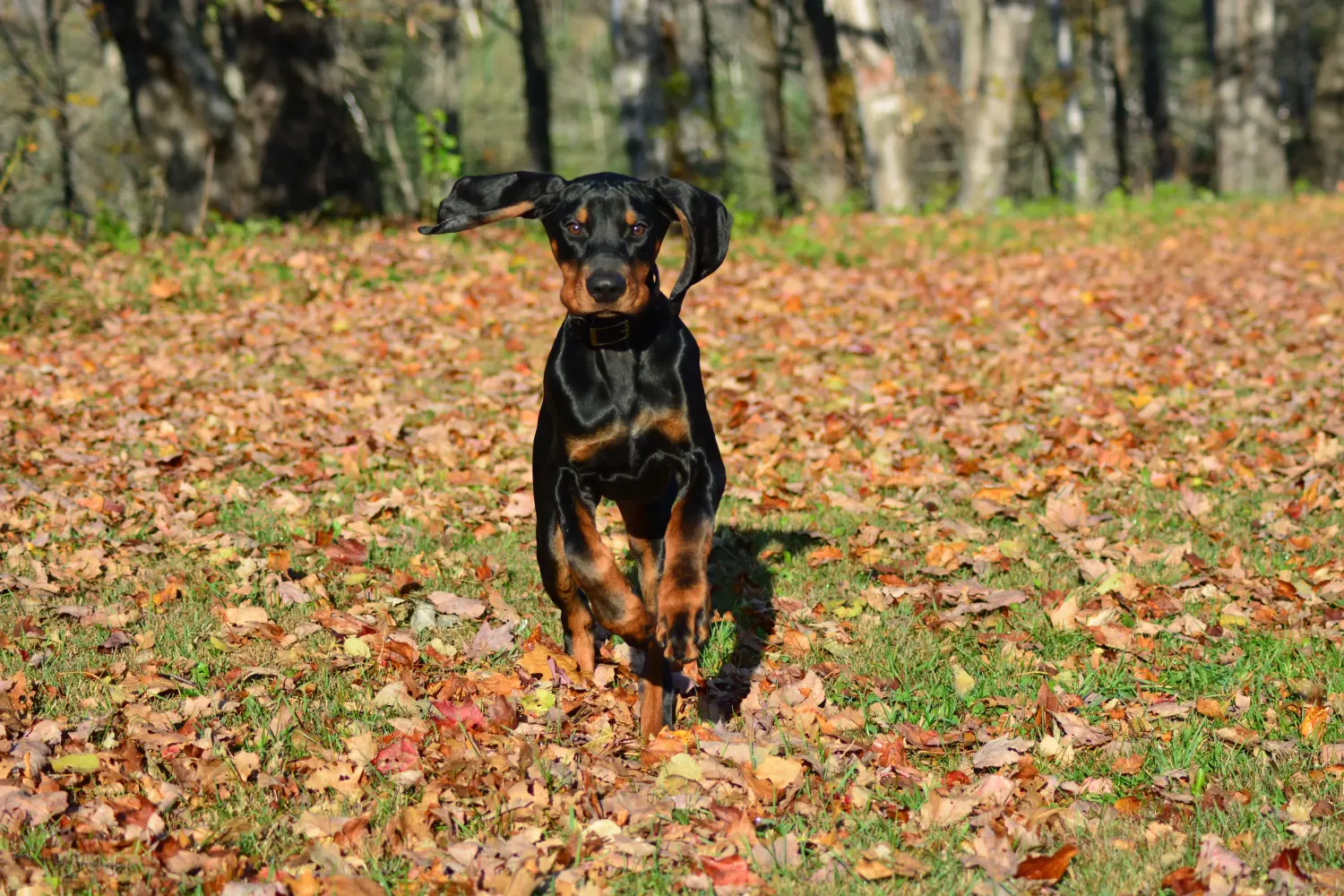 Yavru bir Siyah ve Ten Rengi Rakun Köpeği satın almak sorumluluk almak demektir! Black and Tan Coonhound yavru köpek satın alın.