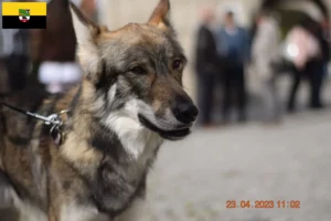 Read more about the article Saksonya-Anhalt’daki Sylvan Companion Köpek Yetiştiricileri ve Yavruları