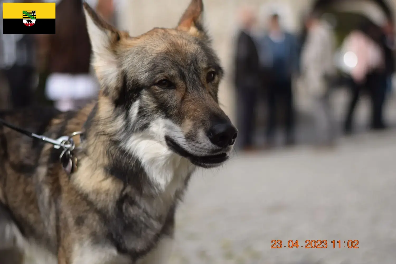 Read more about the article Saksonya-Anhalt’daki Sylvan Companion Köpek Yetiştiricileri ve Yavruları