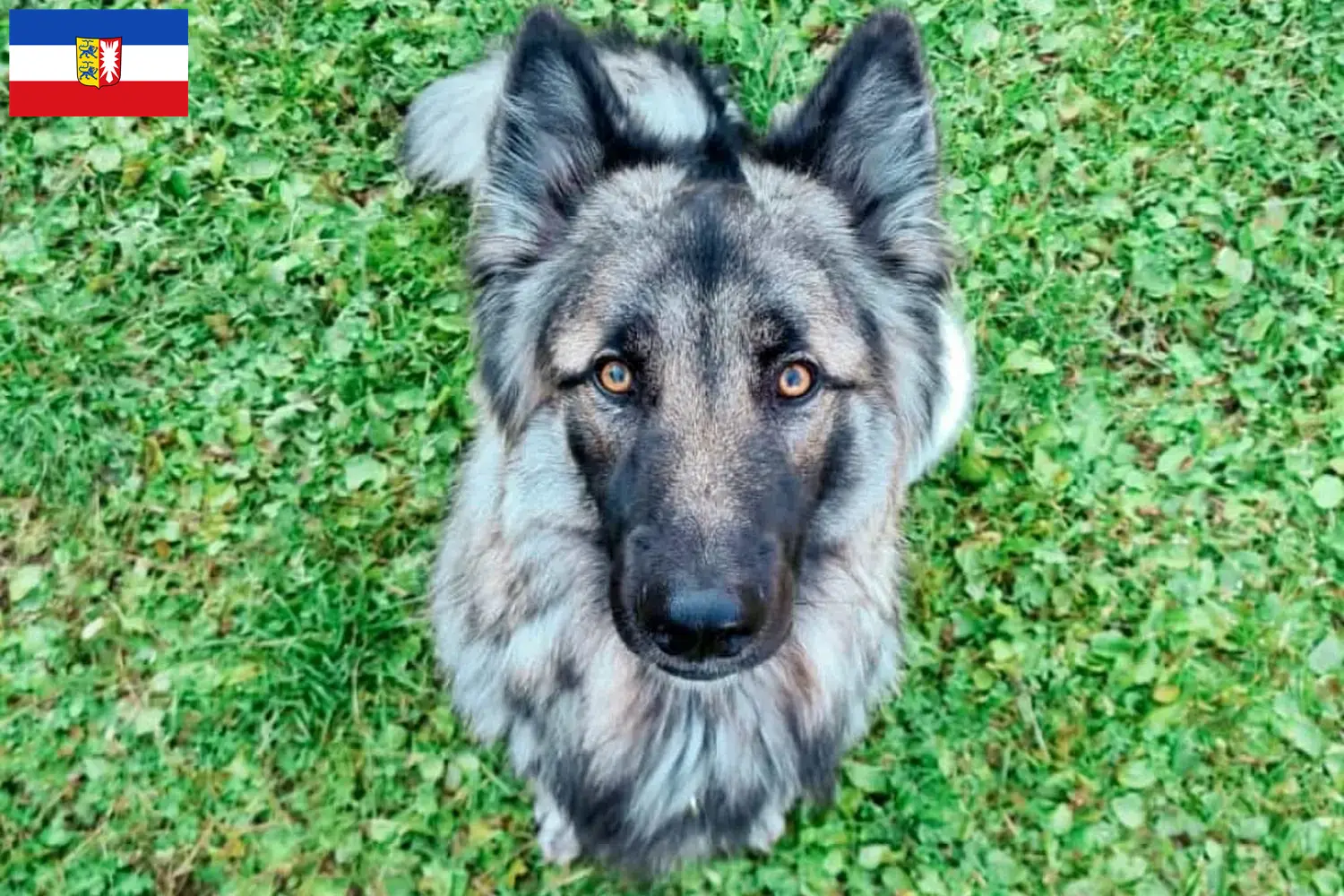Read more about the article Schleswig-Holstein’da Sylvan Companion Dog yetiştiricileri ve köpek yavruları