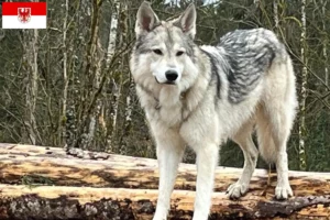 Read more about the article Brandenburg’da Sylvan Companion Köpek Yetiştiricileri ve Yavruları