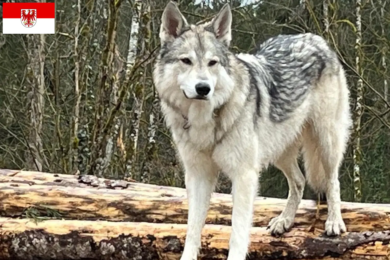 Read more about the article Brandenburg’da Sylvan Companion Köpek Yetiştiricileri ve Yavruları