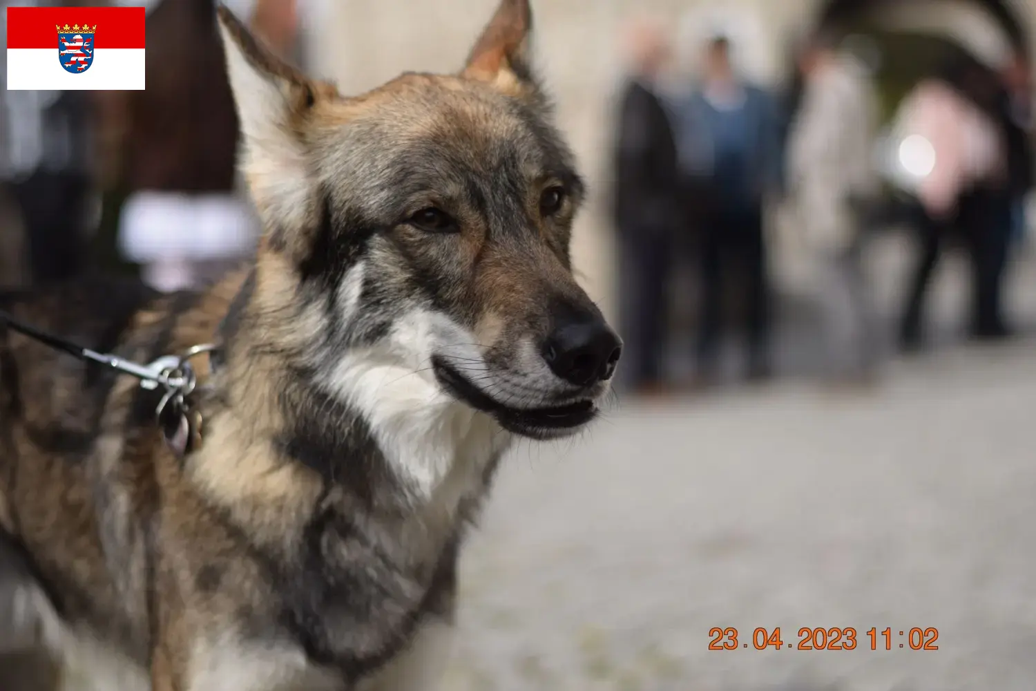 Read more about the article Hessen’deki Sylvan Companion Köpek Yetiştiricileri ve Yavruları