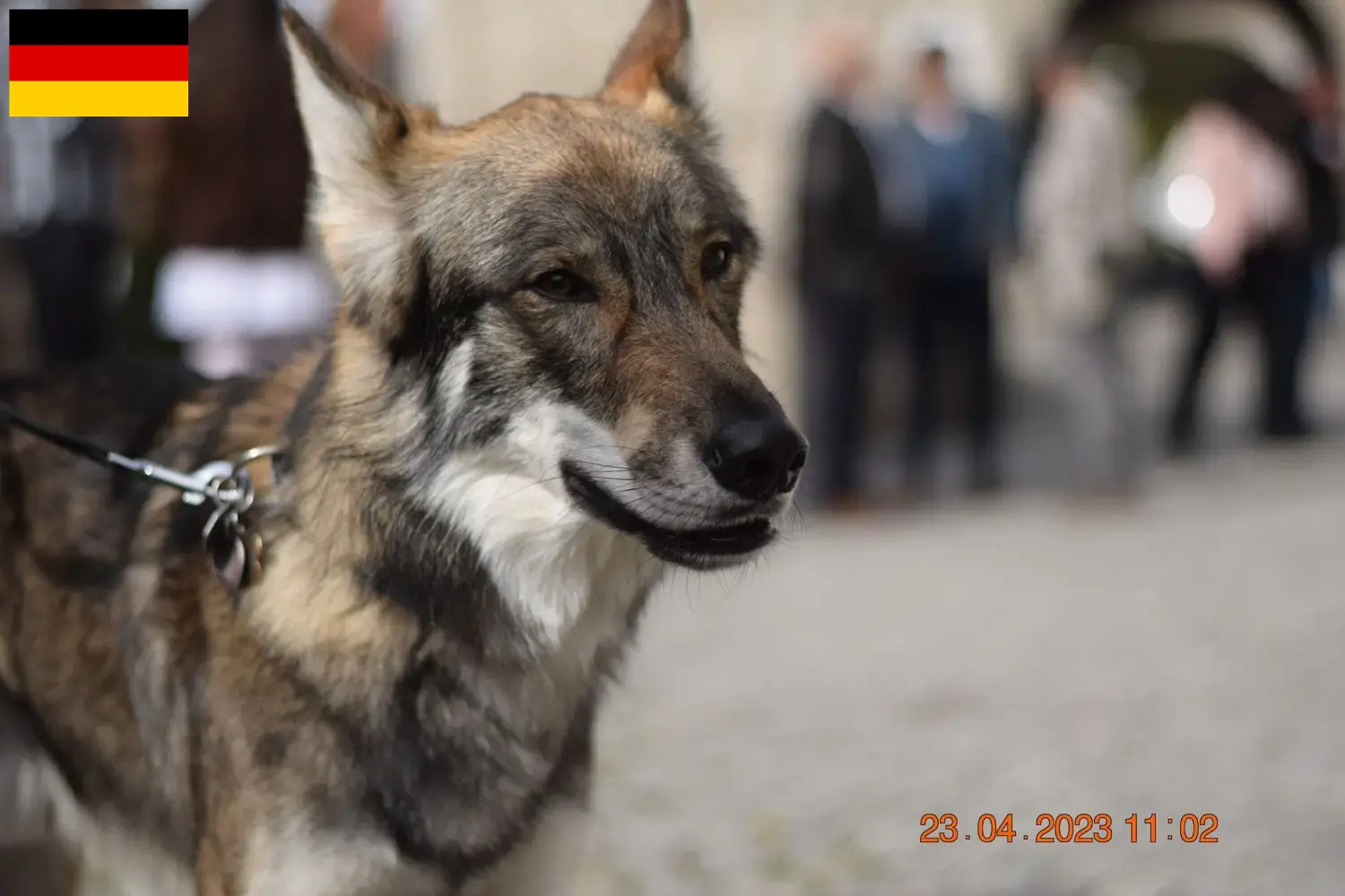 Read more about the article Almanya’da Sylvan Companion Köpek Yetiştiricileri ve Yavruları