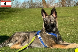 Read more about the article Berlin’de Sylvan Companion Köpek Yetiştiricisi ve Yavruları