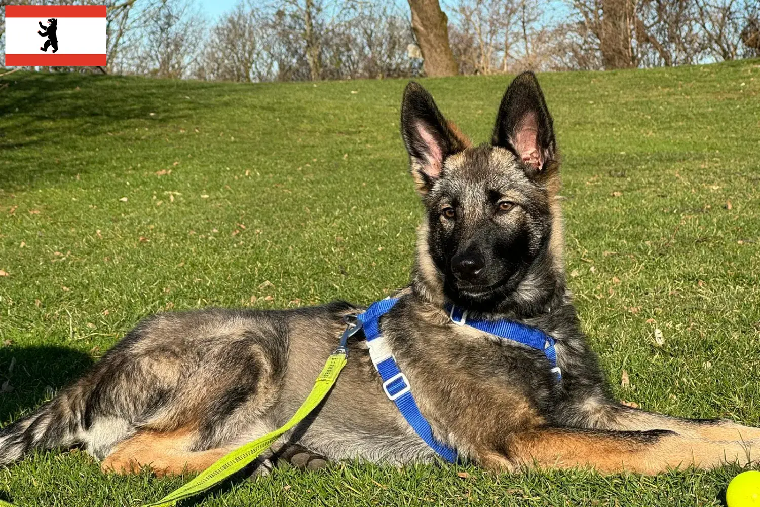 Sylvan Companion Köpek yavruları ve yetiştiricileri Berlin Berlin'deki Sylvan Companion Dog yetiştiricilerini burada bulabilirsiniz.