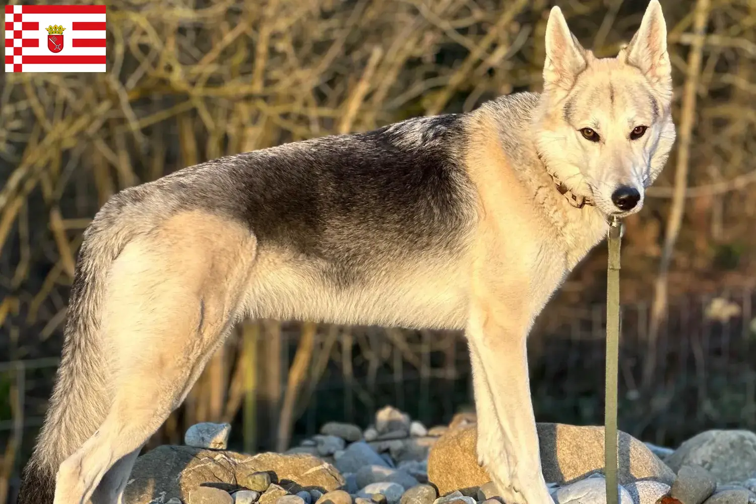 Read more about the article Bremen’de Sylvan Companion Dog yetiştiricisi ve yavru köpekler