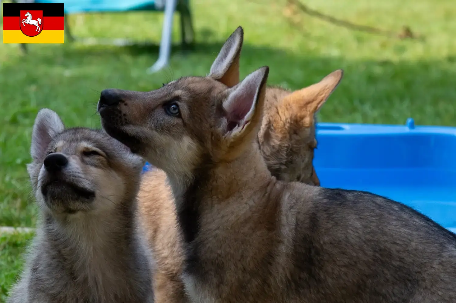 Read more about the article Aşağı Saksonya’daki Sylvan Companion Köpek Yetiştiricileri ve Yavruları