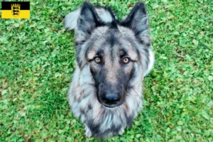 Read more about the article Baden-Württemberg’de Sylvan Companion Köpek Yetiştiricileri ve Yavruları
