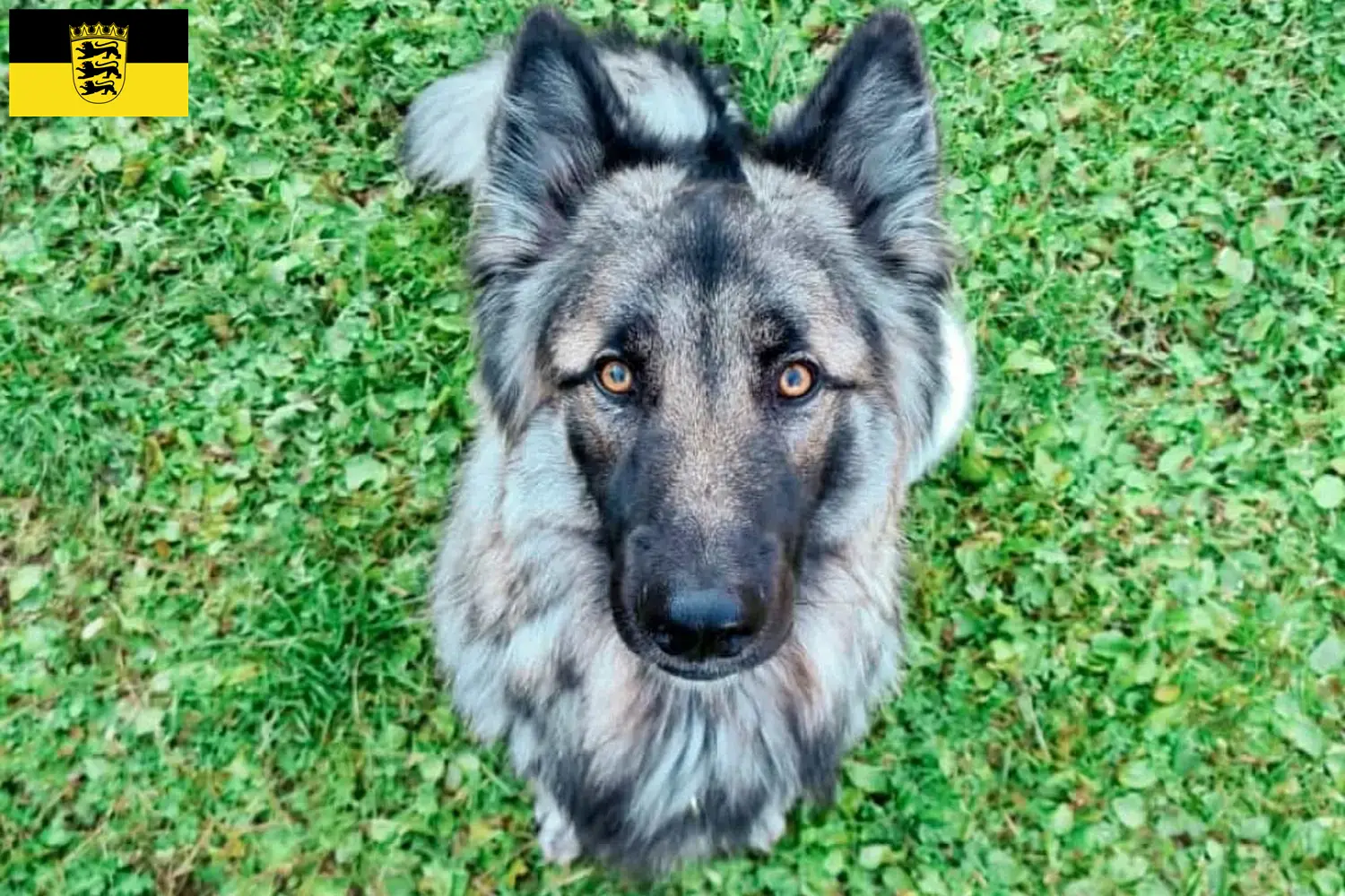 Sylvan Companion Dog yavru köpek ve yetiştiricileri Baden-Württemberg Baden-Württemberg'deki Sylvan Companion Dog yetiştiricilerini burada bulabilirsiniz.