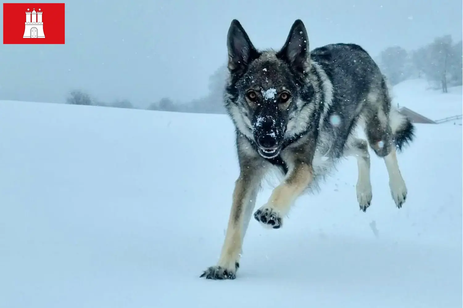 Read more about the article Hamburg’da Sylvan Companion Dog yetiştiricisi ve yavru köpekler