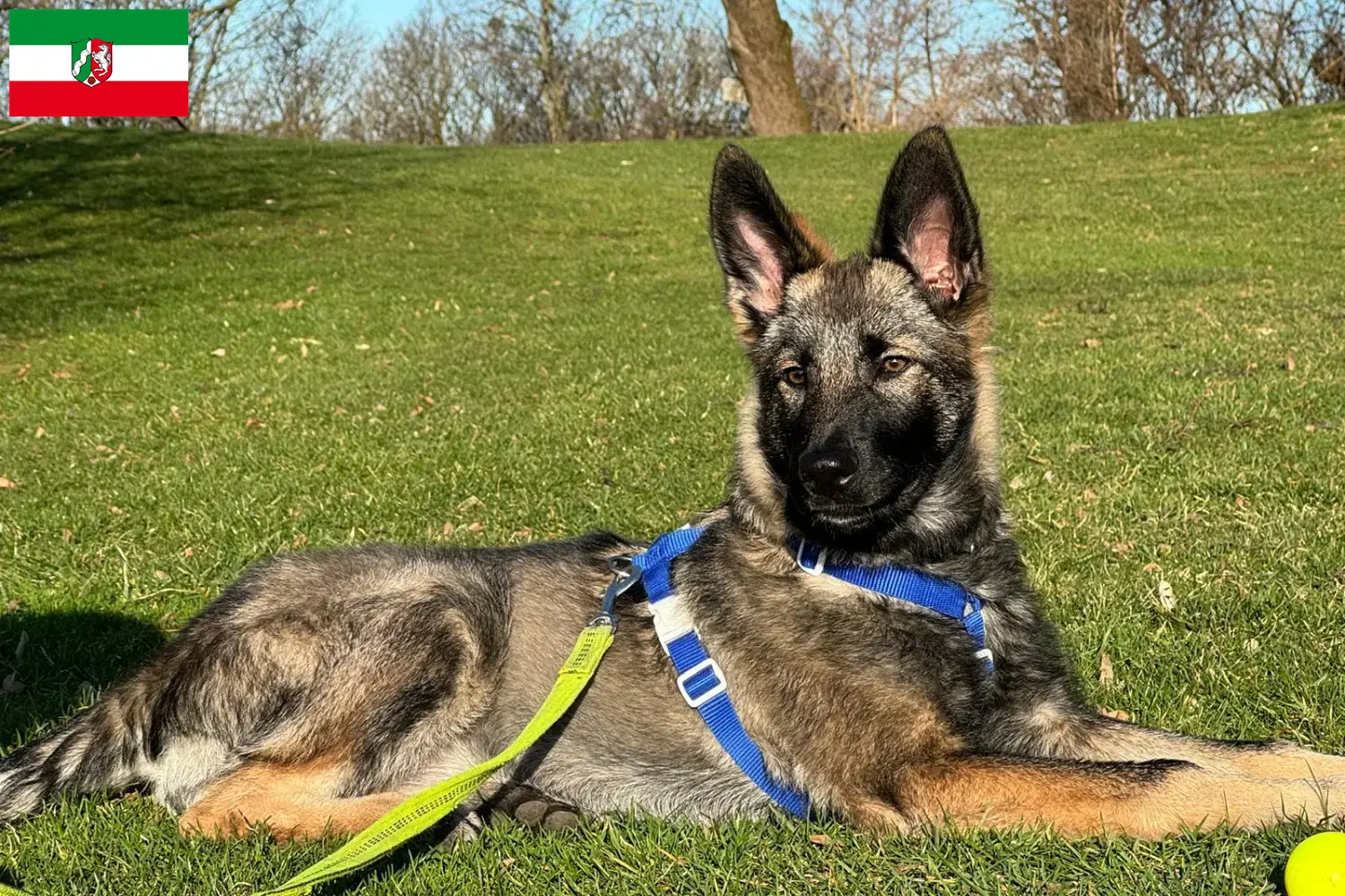 Read more about the article Kuzey Ren-Vestfalya’daki Sylvan Companion Köpek Yetiştiricileri ve Yavruları