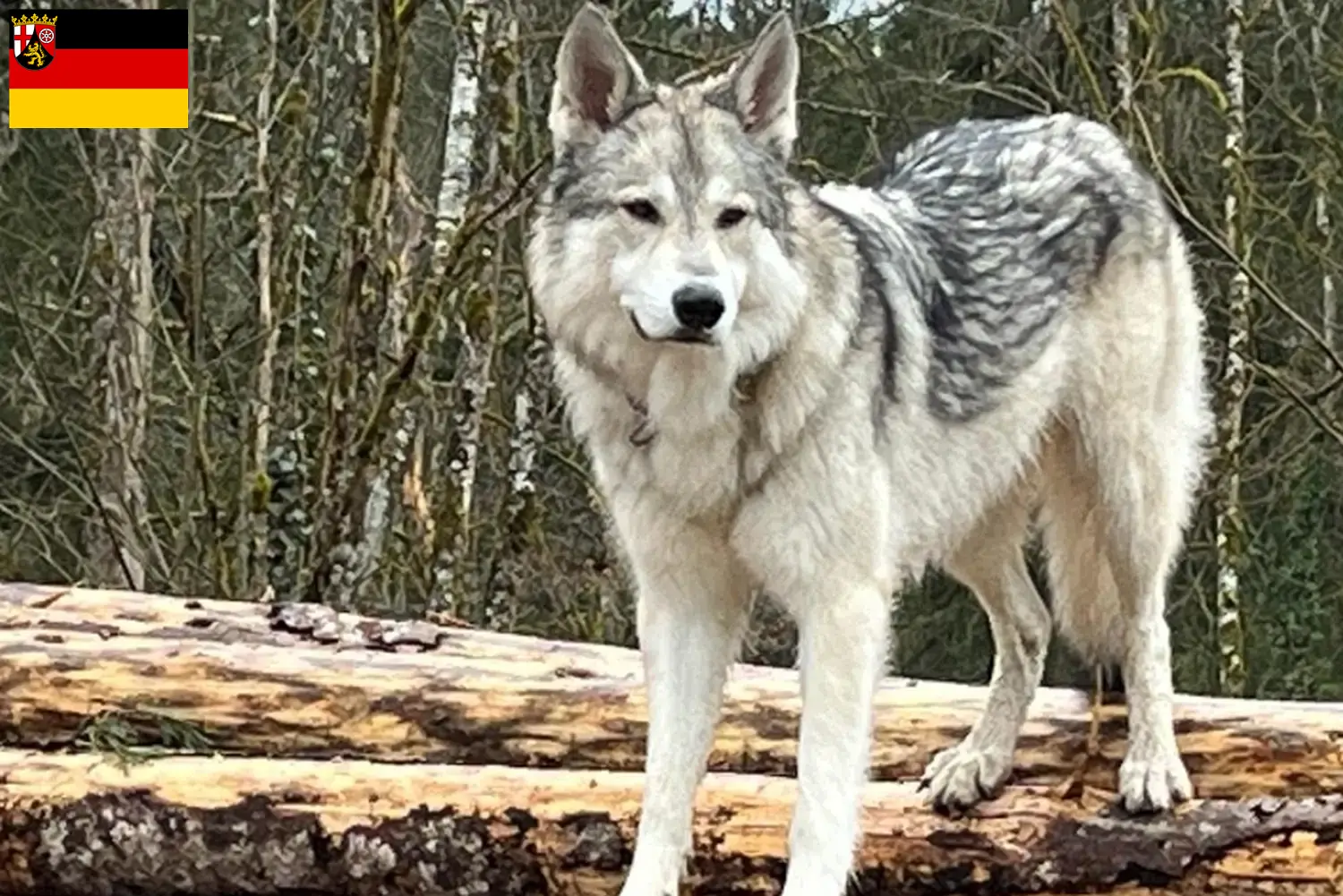 Read more about the article Rheinland-Pfalz’da Sylvan Companion Dog yetiştiricileri ve köpek yavruları