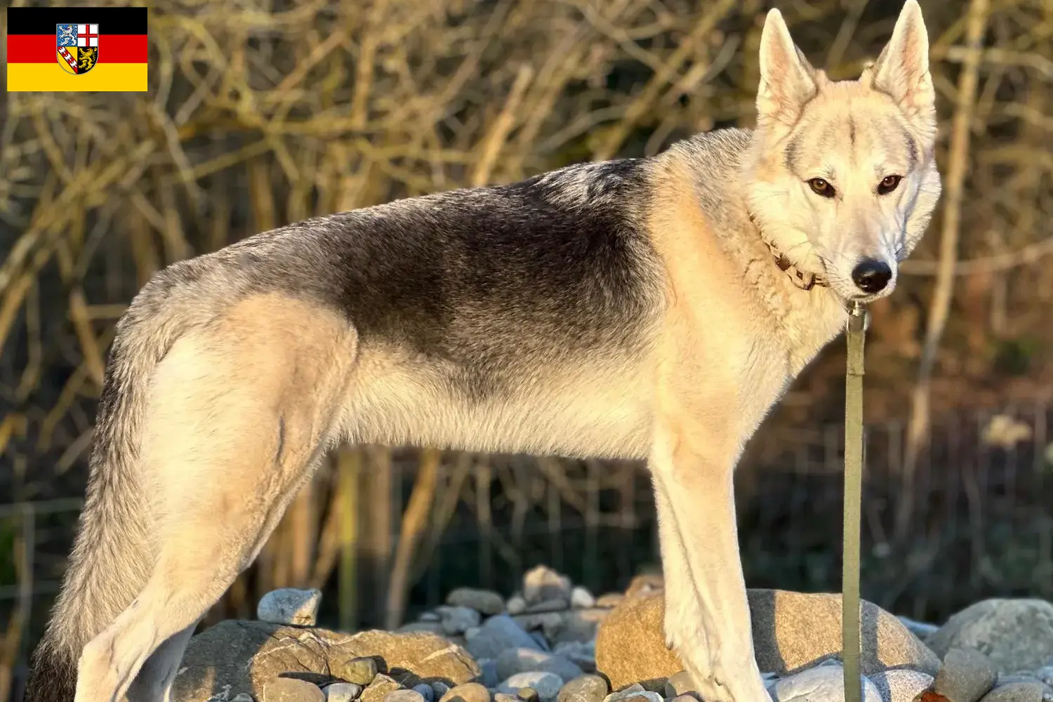 Read more about the article Saarland’da Sylvan Companion Dog yetiştiricileri ve köpek yavruları