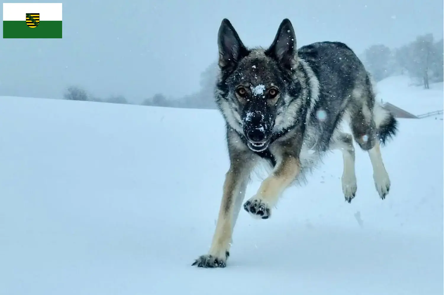 Read more about the article Saksonya’daki Sylvan Companion Köpek Yetiştiricileri ve Yavruları