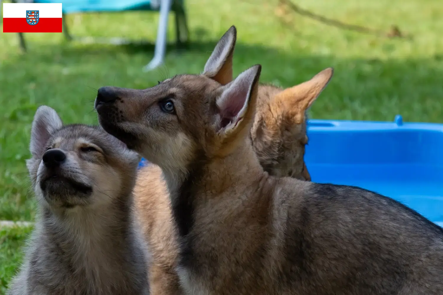 Read more about the article Thüringen’deki Sylvan Companion Köpek Yetiştiricileri ve Yavruları