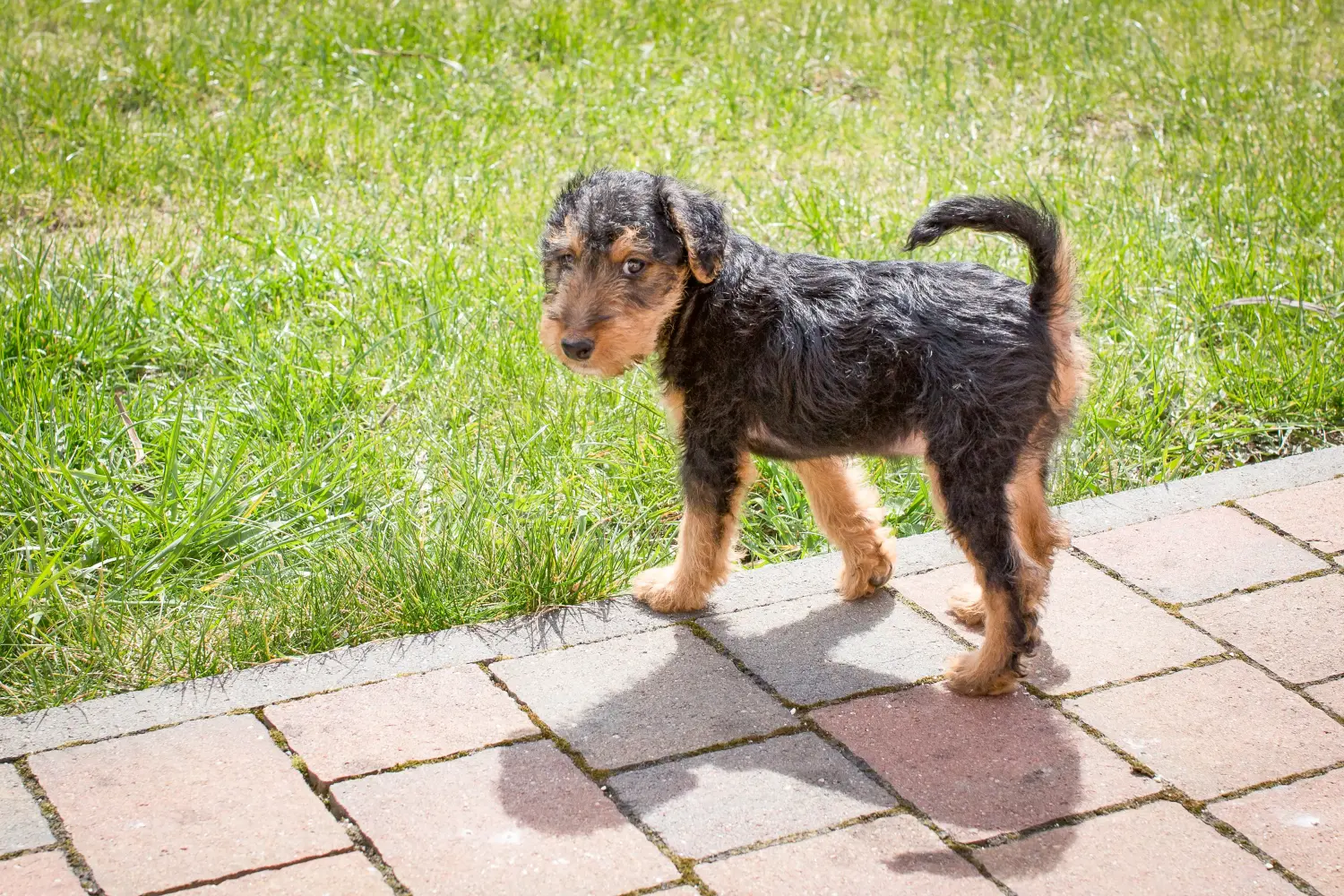Welsh Terrier yavrusu satın almak sorumluluk almak demektir! Welsh Terrier yavruları satın alın.