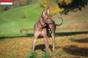 Read more about the article Macaristan’da Xolo yetiştiricileri ve köpek yavruları