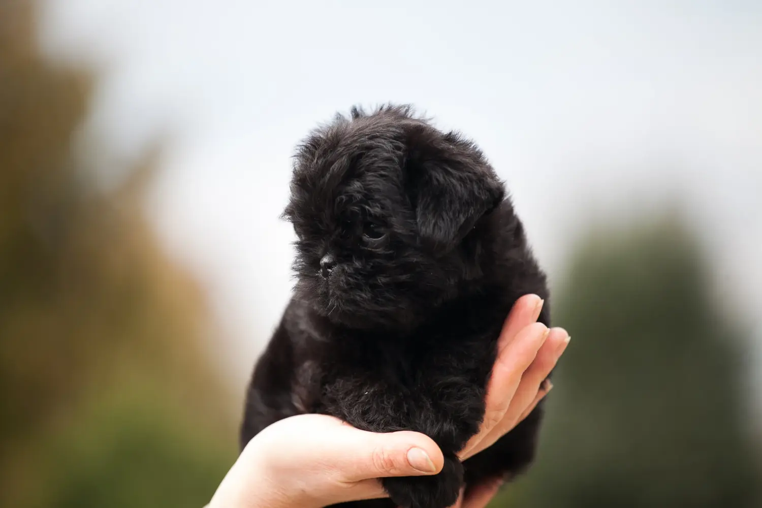 Bir Affenpinscher yavrusu satın almak sorumluluk almak demektir! Affenpinscher yavru köpek satın alın.