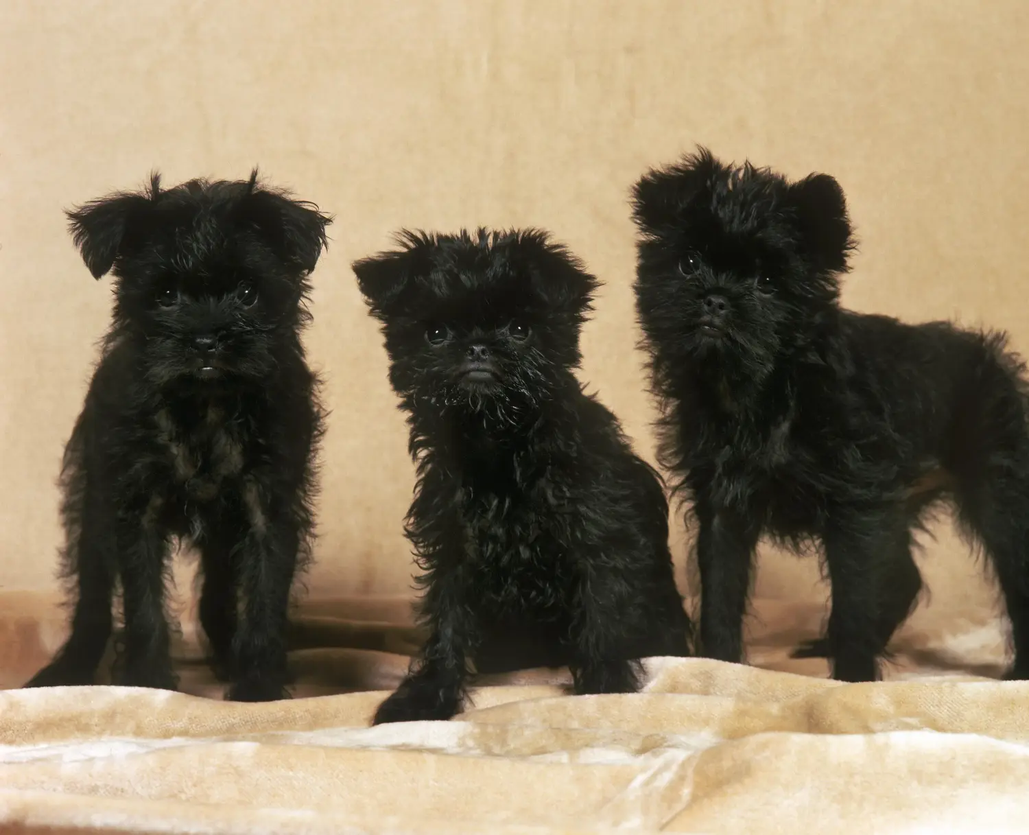 Bir Affenpinscher yavrusu satın almak sorumluluk almak demektir! Affenpinscher yavru köpek satın alın.