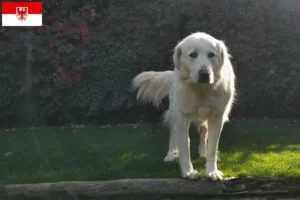 Read more about the article Brandenburg’da Akbaş yetiştiricileri ve köpek yavruları