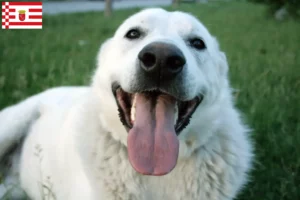 Read more about the article Bremen’de Akbaş yetiştiricileri ve köpek yavruları