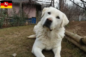 Read more about the article Aşağı Saksonya’da Akbaş yetiştiricileri ve yavru köpekler
