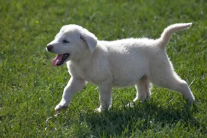 Read more about the article Mecklenburg-Vorpommern’de Akbaş yetiştiricileri ve köpek yavruları