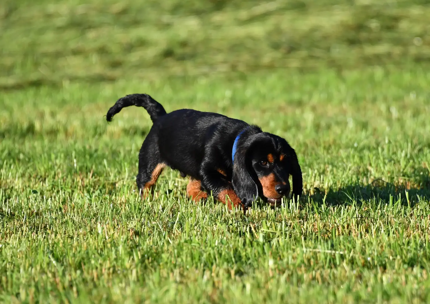 Bir Alpine Dachsbracke yavrusu satın almak sorumluluk almak demektir! Alpine Dachsbracke yavru köpekleri satın alın.