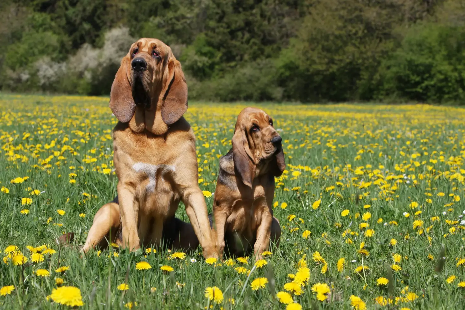 Bir Bloodhound yavrusu satın almak sorumluluk almak demektir! Bloodhound yavruları satın alın.