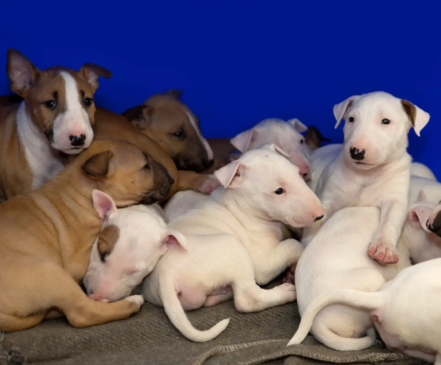 Bull Terrier yavrusu satın almak sorumluluk almak demektir! Bull Terrier yavruları satın alın.