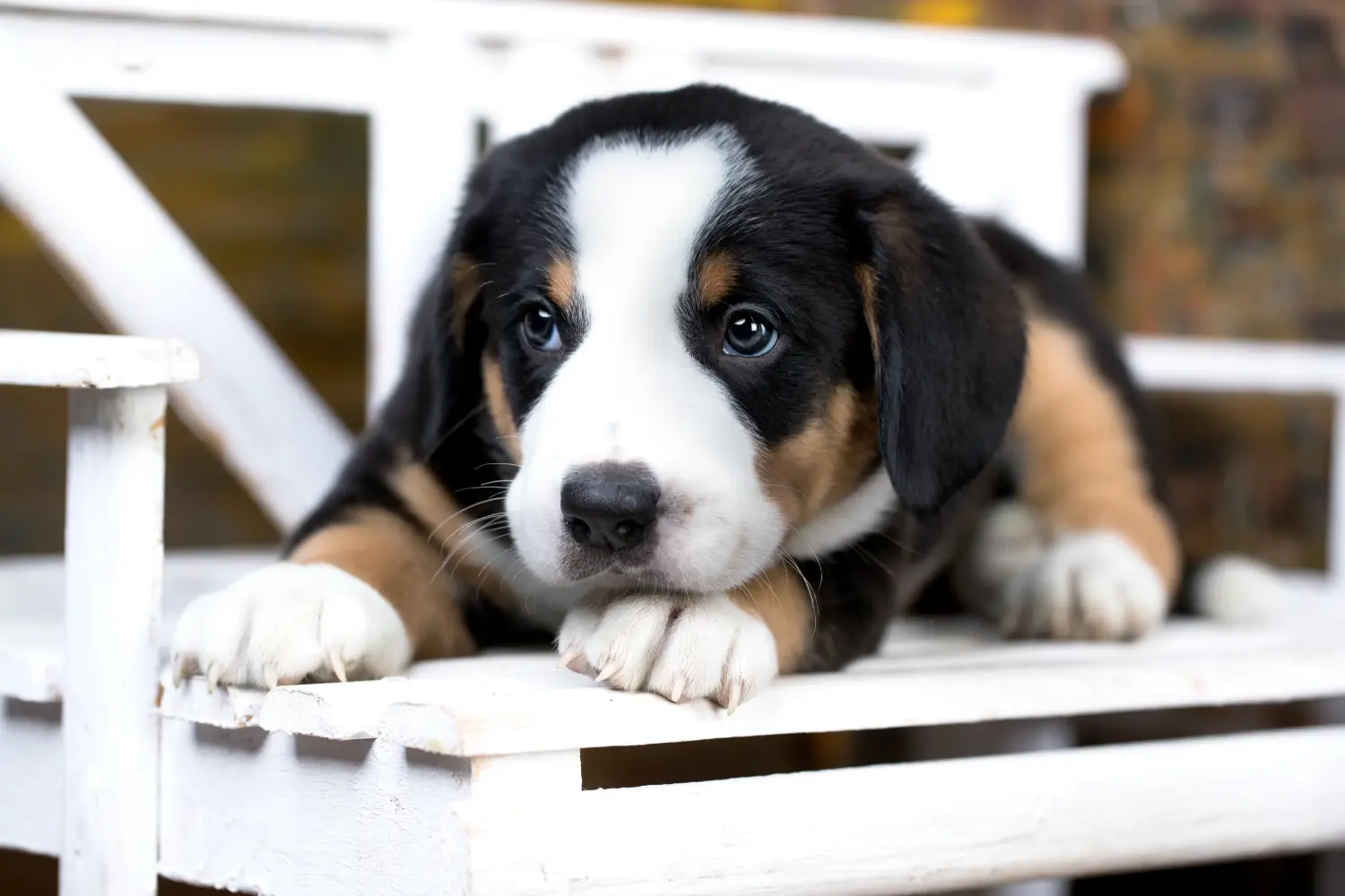 Bir Entlebuch Dağ Köpeği yavrusu satın almak sorumluluk almak demektir! Entlebuch Dağ Köpeği yavruları satın alın.
