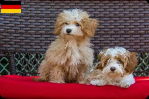 Read more about the article Almanya’da Havapoo yetiştiricileri ve yavru köpekler